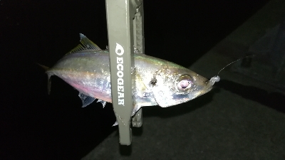 ナイトアジング