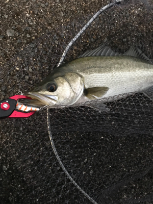 ナイトからのデイ