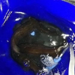 明石メバル好調！