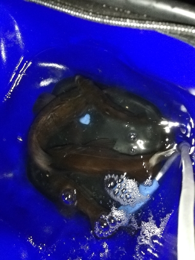 明石メバル好調！