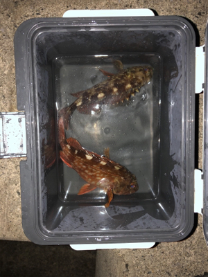 大潮 朝まずめ カサゴ