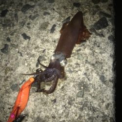 初めてのヒイカゲーム