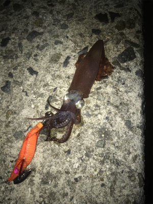 初めてのヒイカゲーム