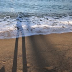 サーフシーバス