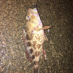 アジング狙いが根魚オンリー(^^)