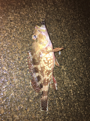 アジング狙いが根魚オンリー(^^)