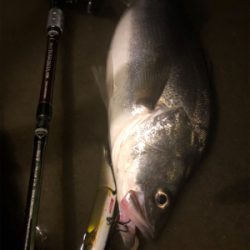 シーバス終盤戦！