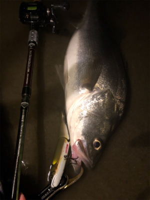 シーバス終盤戦！