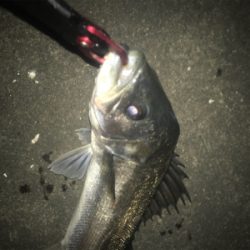 またまたマイワシ