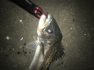 またまたマイワシ