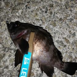 ２０㎝アップは出ず