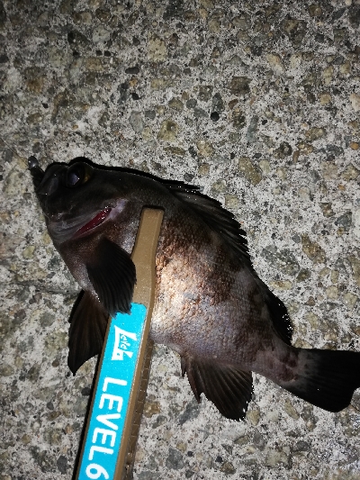 ２０㎝アップは出ず