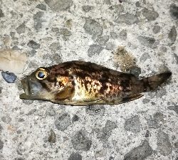 ナイトアジング