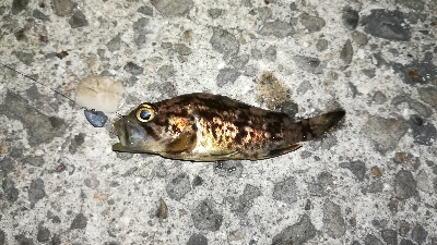 ナイトアジング