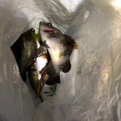 メバリング始動