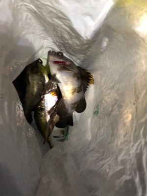 メバリング始動