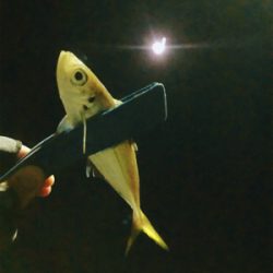 そろそろメバルかな？