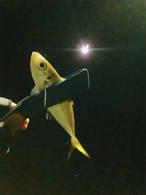 そろそろメバルかな？