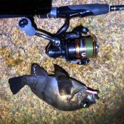 超低潮位でのメバリング