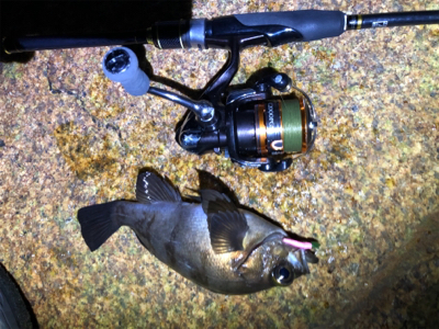 超低潮位でのメバリング