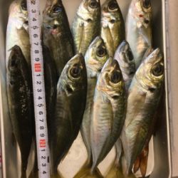 朝まずめリベンジ