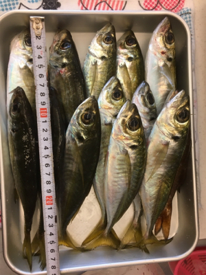 朝まずめリベンジ