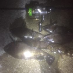 満月メバリング3days 2日目