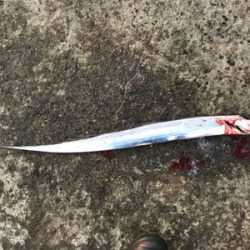 今日は、久しぶりのアタリ多数！