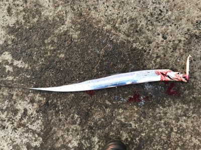 今日は、久しぶりのアタリ多数！