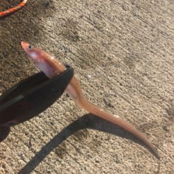 本命獲れず。。。