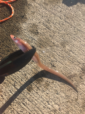 本命獲れず。。。