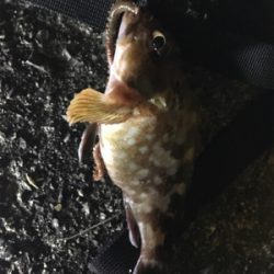 岸和田1文字、沖の南にて。大漁！