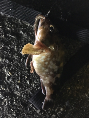 岸和田1文字、沖の南にて。大漁！