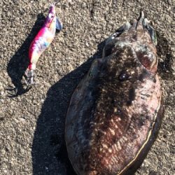 この時期にしちゃちっちゃ⁈