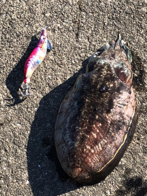 この時期にしちゃちっちゃ⁈