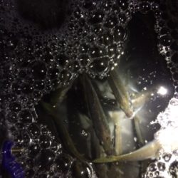 結局地元アジング(´-ω-`)