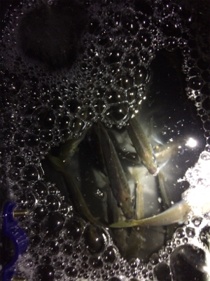 結局地元アジング(´-ω-`)