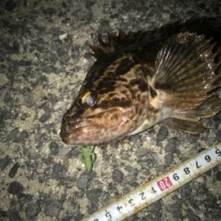 根魚よく釣れました