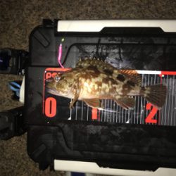 アジング撃沈後のマイメバリング開幕