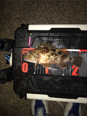 アジング撃沈後のマイメバリング開幕