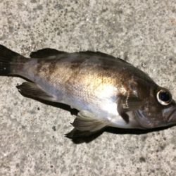 マリンピア沖洲でライトゲーム