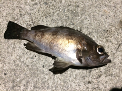 マリンピア沖洲でライトゲーム