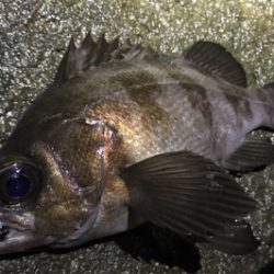 プラグが効かない…