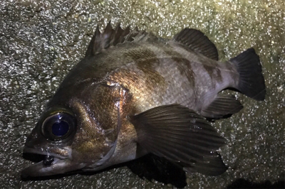 プラグが効かない…