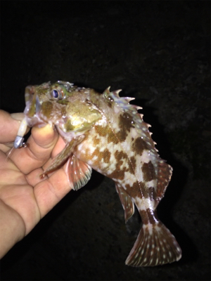 ナイトメバリング