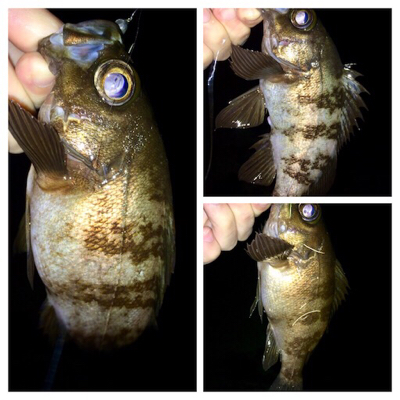 シーバサー0635〜0735メバリスト1810〜1846