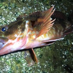 久しぶりのアジの群れ