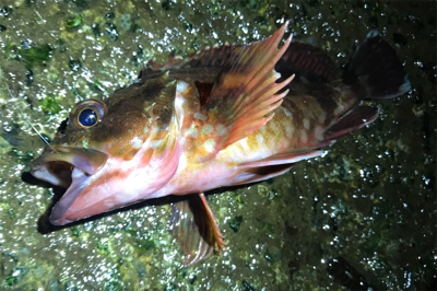 久しぶりのアジの群れ