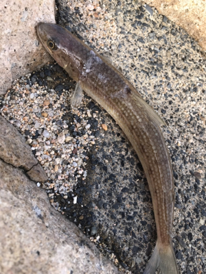 久しぶりの松原