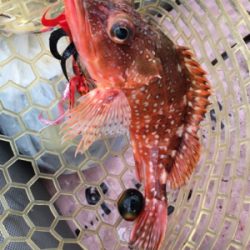 マイボートで丹後タイラバ釣行